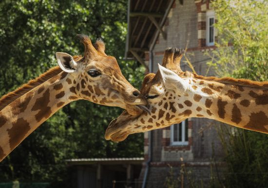Girafe_Thib&rsquo;s prod