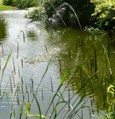 Découvrez les champions du grand bassin !