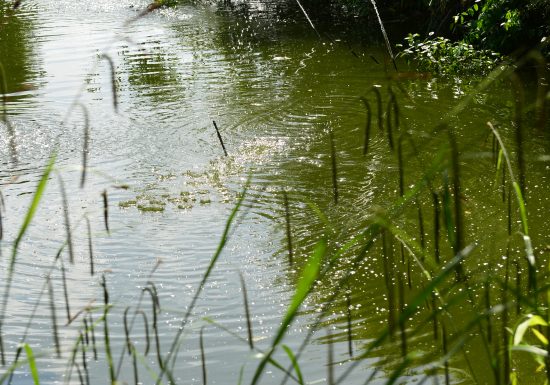 545749-La_colline_aux_oiseaux___Ville_de_Caen