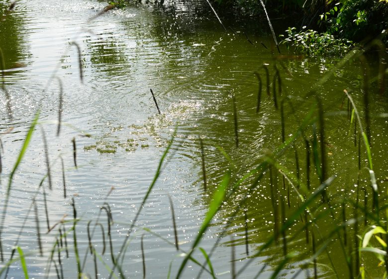 545749-La_colline_aux_oiseaux___Ville_de_Caen