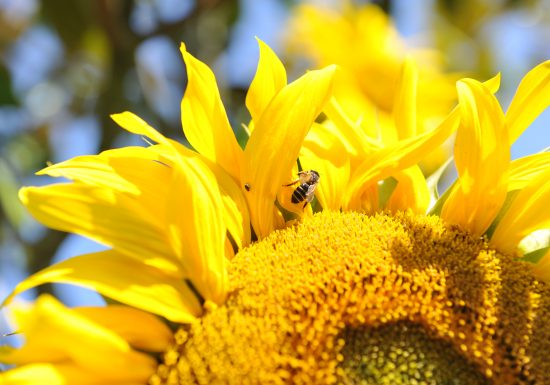 8357-Abeille_et_tournesol-Francois_DECAENS___Ville_de_Caen