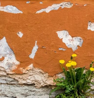 Atelier « Sauvages de ma rue »