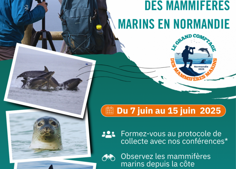 Le Grand Comptage des Mammifères Marins en Normandie 2025