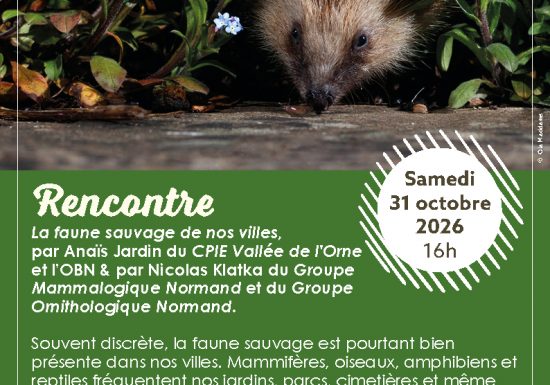 Rencontre : La faune sauvage de nos villes