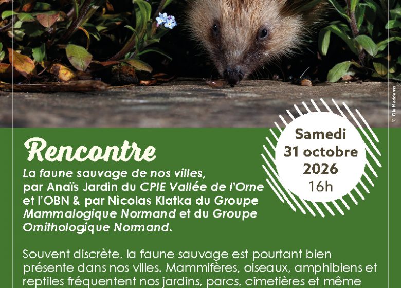 Rencontre : La faune sauvage de nos villes