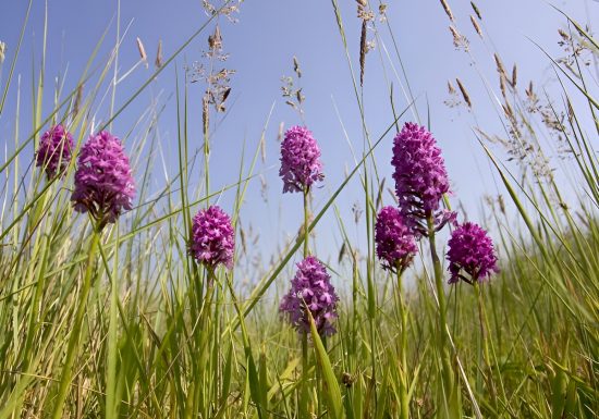 Anacamptis pyramidalis