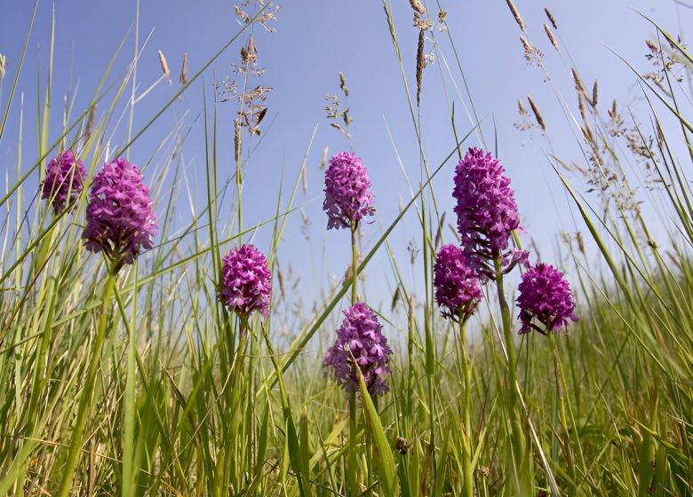 Vegetation de la vallee©Calvados Tourisme