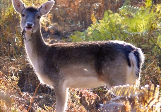 Biche forêt Calvados