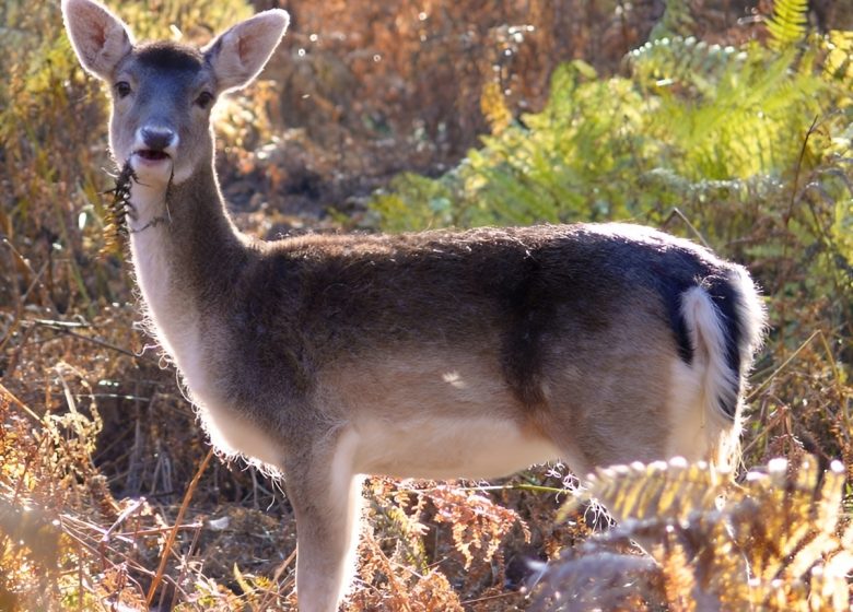 Biche en foret en Normandie©Calvados Tourisme