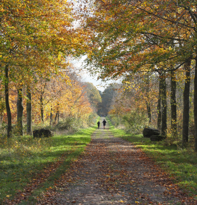 Le bois des amis de Jean Bosco