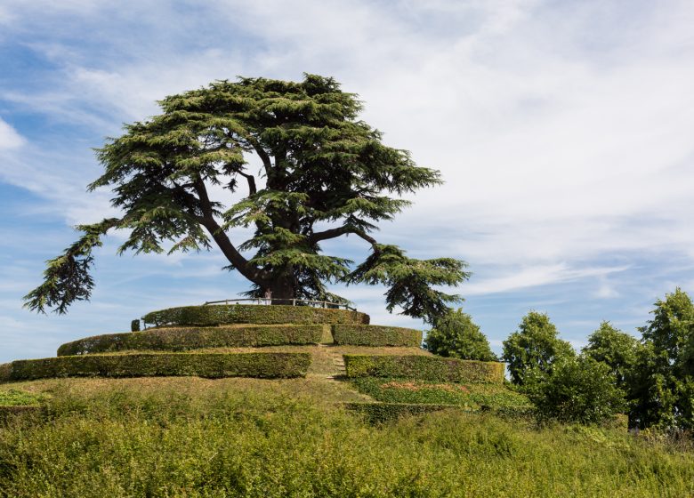 CAEN – PARC – MICHEL – D’ORNANO – CEDRE – DU – LIBAN – CAEN LA MER TOURISME – JUIN – 2017-1