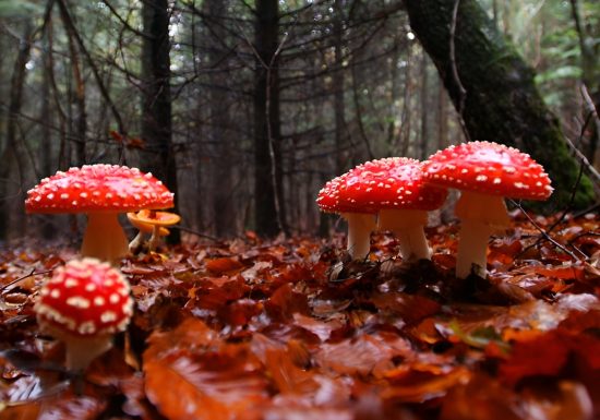 Champignons forêt Calvados