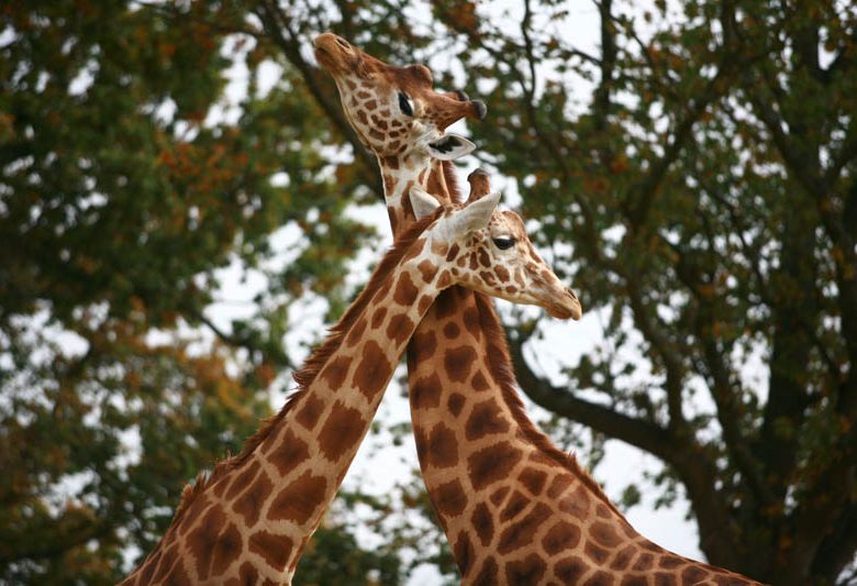 Champrépus_Parc zoologique et paysager_girafes©Y.Lebreton