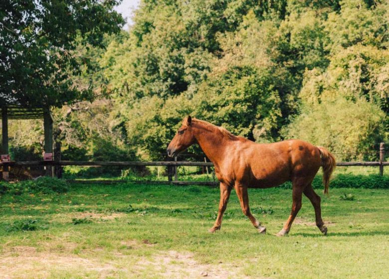 Cheval en pleine nature