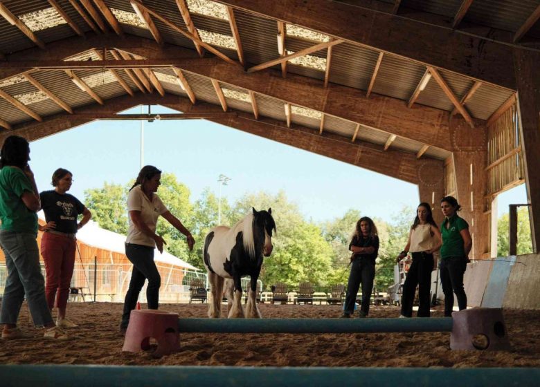 Cohésion d&rsquo;équipe, séminaire d&rsquo;entreprises en équicoaching