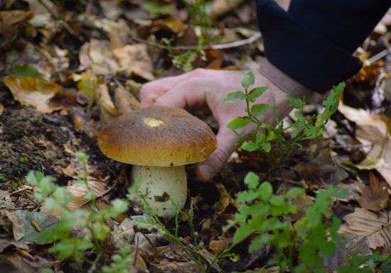 Champignons forêt Grimbosq