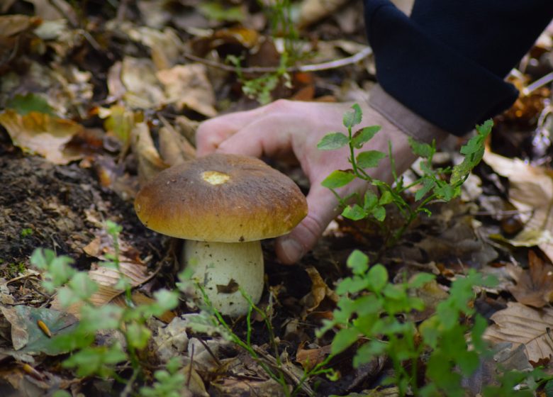 Champignons forêt Grimbosq