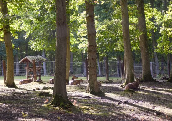 Parc animalier forêt de Grimbosq