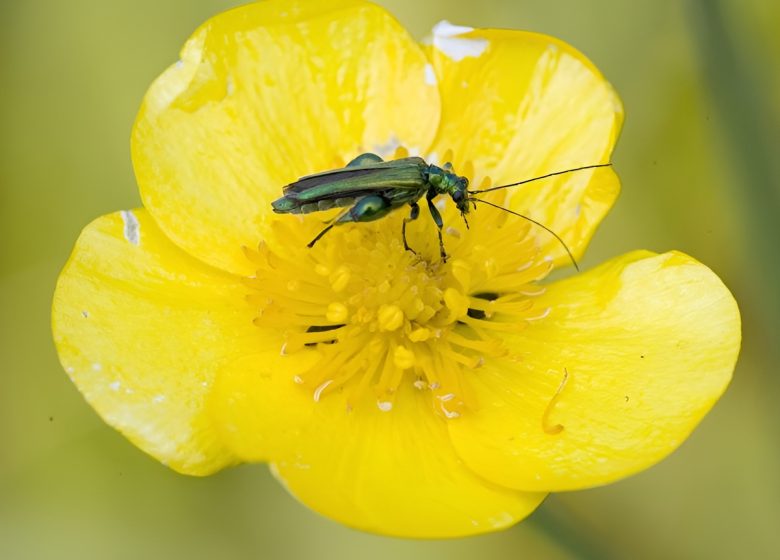 Faune et flore de la vallee©Calvados Tourisme