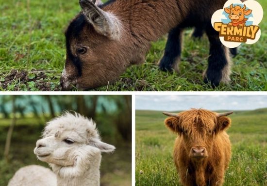 Fermily_Ferme_Pédagogique