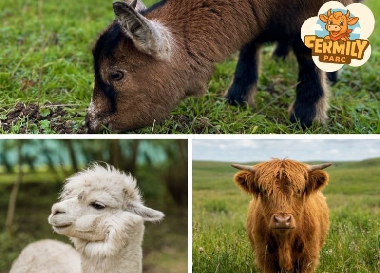 Fermily_Ferme_Pédagogique