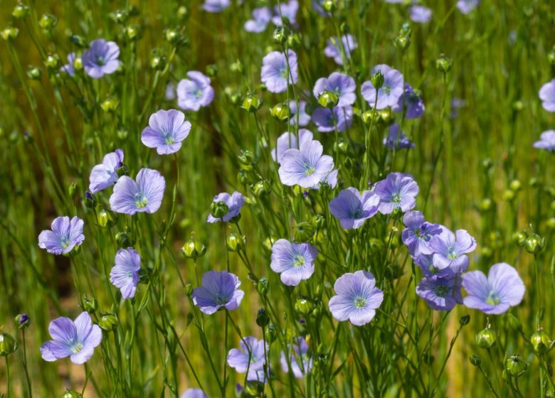 Fleurs de lin à la Ferme Saint Vaast