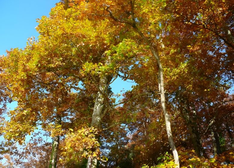 Foret en automne dans le Calvados©Calvados Tourisme