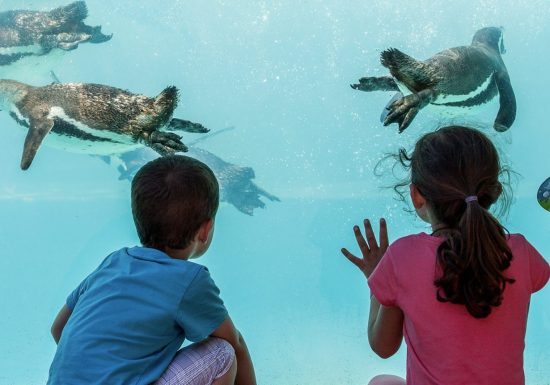 Manchots de Humboldt