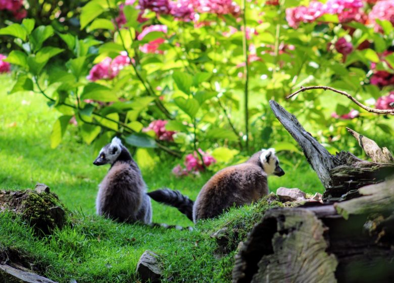 Singes du zoo de Jurques dans le Bocage Normand