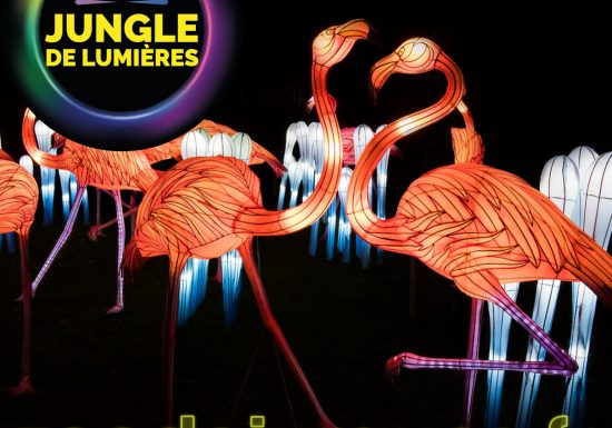 JDL2025-FlamantsRose-1200x1200px