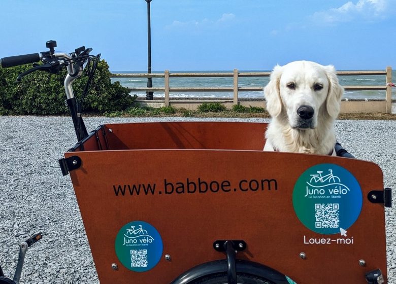 Juno Vélo loueur de vélo saint aubin sur mer cargo avec un chien 