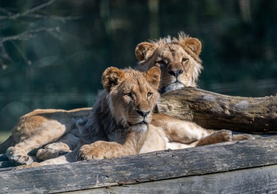 Lion Angola – (22)