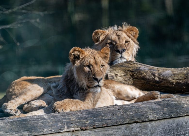 Lion Angola – (22)