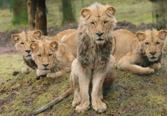 Lions d&rsquo;Angola
