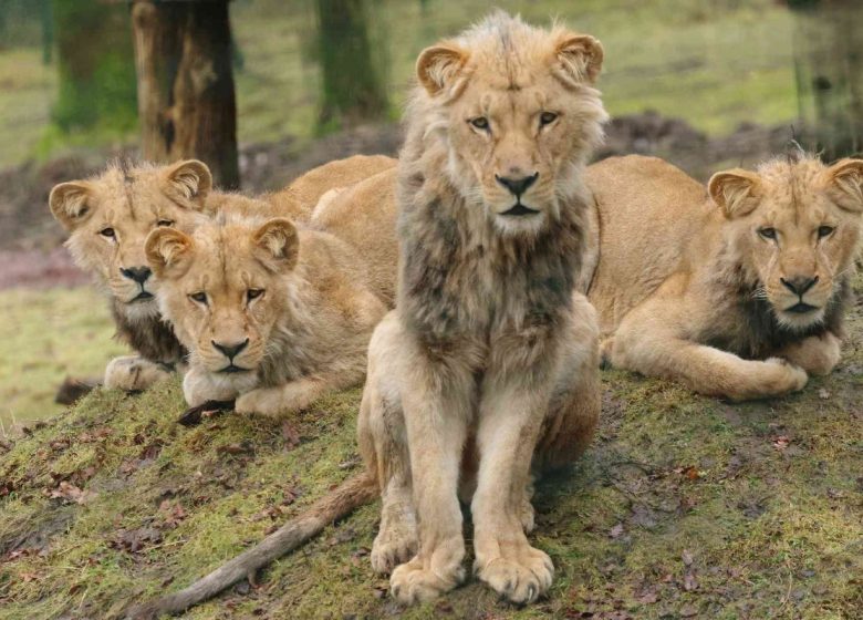 Lions d&rsquo;Angola