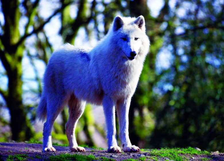 Loup blanc – (31)
