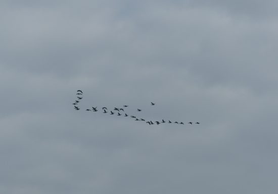 vol de migration Ouistreham