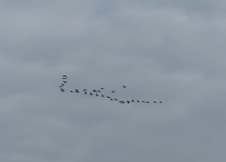 vol de migration Ouistreham