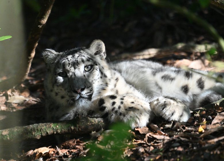 Panthère des neiges-