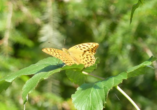 Papillon feuille nature