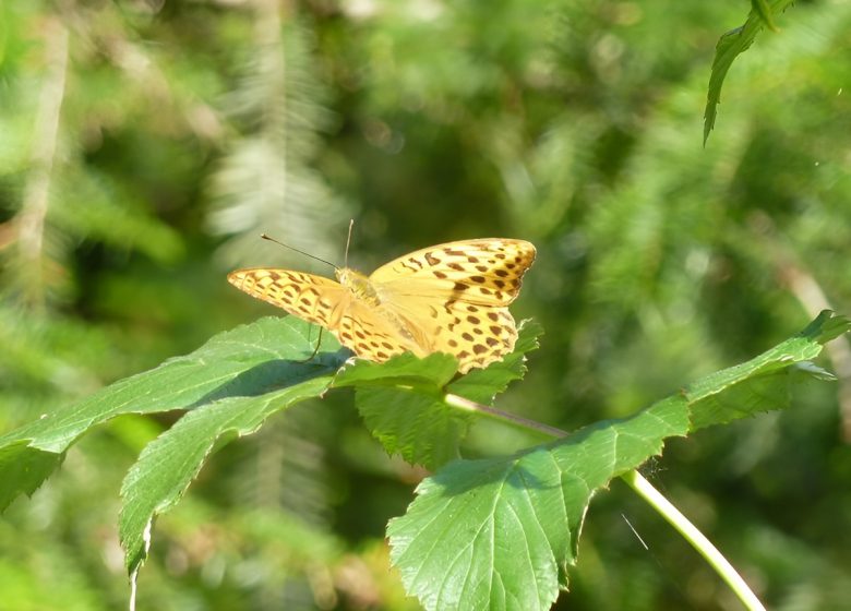 Papillon sur feuille©Calvados Tourisme