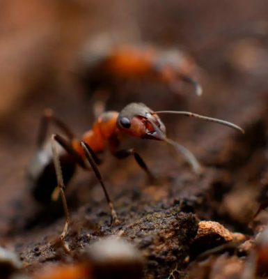 Atelier « QUBS : la vie cachée sous vos pieds »