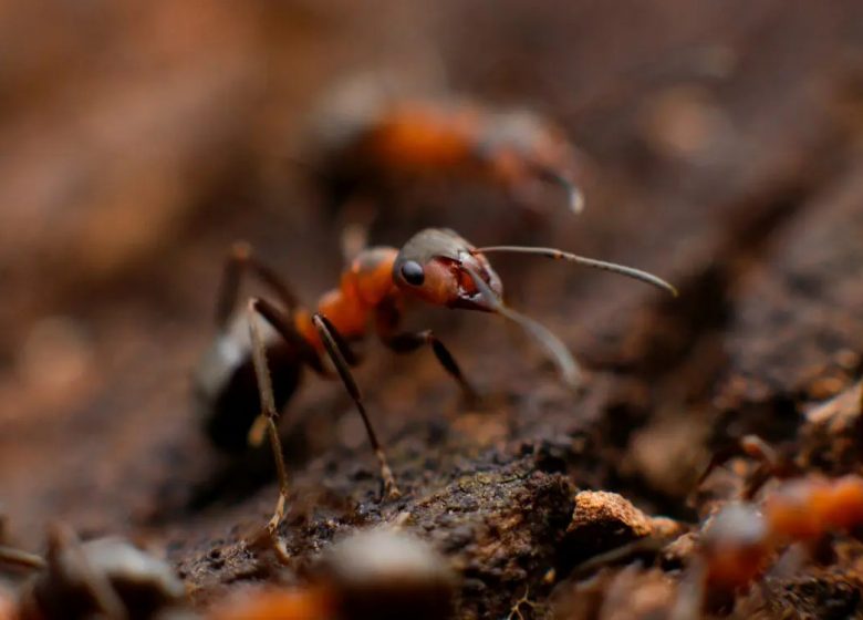 Insectes