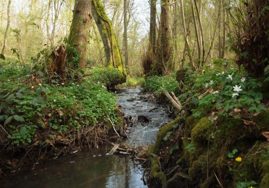 Ruisseau forêt Grimbosq