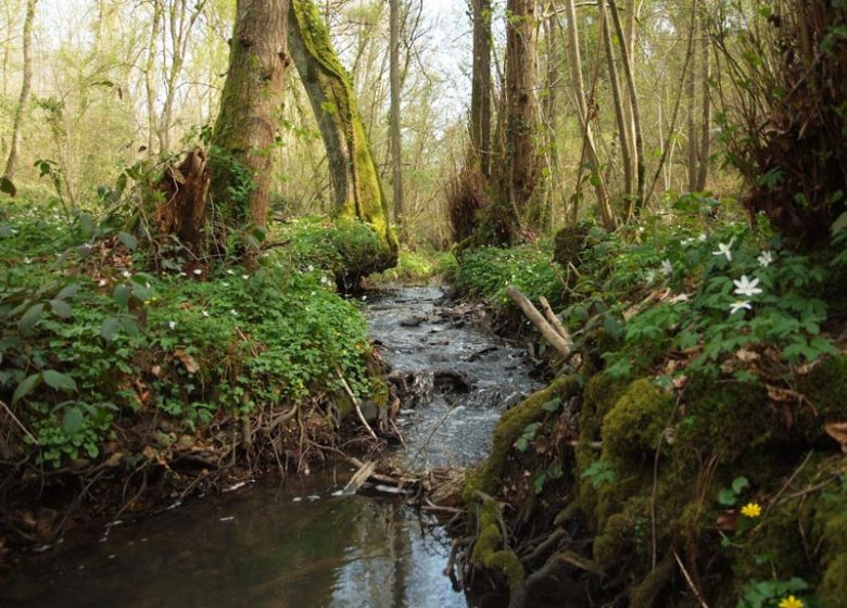 Ruisseau forêt Grimbosq