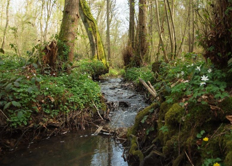 Ruisseau Grande Vallee dans la foret de Grimbosq