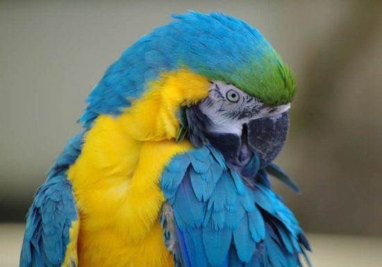 ZOO-DE-JURQUES-CREDIT-GO-PHOTOS