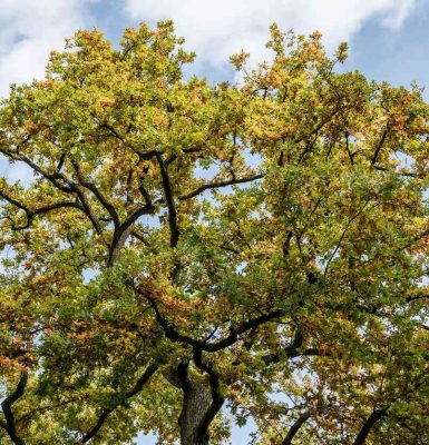 Histoires en familles : Auprès de mon arbre