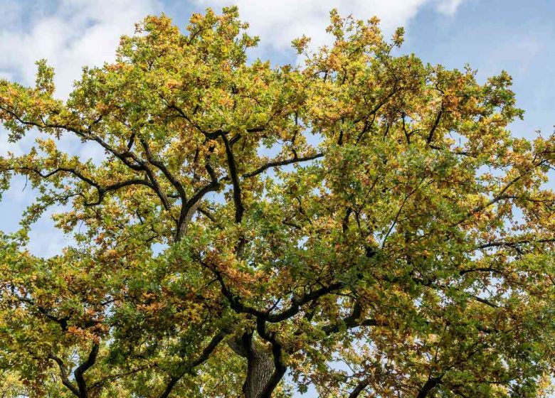 arbre