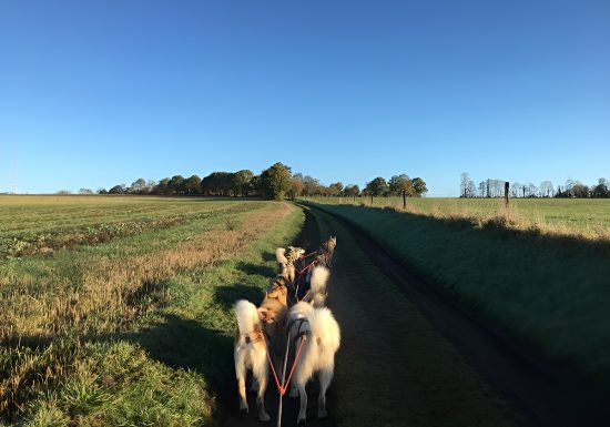 Chiens de traineaux à Lénault